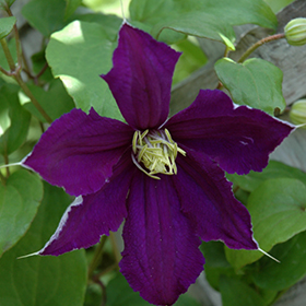 Plant Photo 1