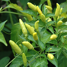 Plant Photo 7