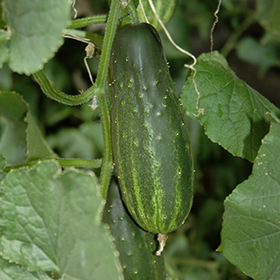 Plant Photo 6