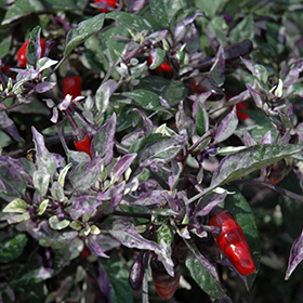 Plant Photo 1