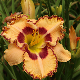 Plant Photo 2