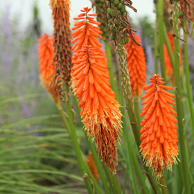 Plant Photo 5