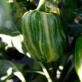 Plant Photo 3