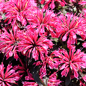 Plant Photo 9
