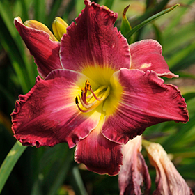 Plant Photo 6