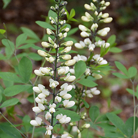 Plant Photo 2