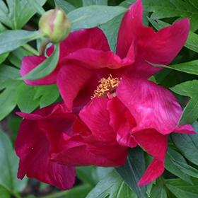 Plant Photo 3