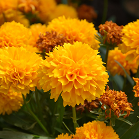 Plant Photo 3