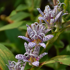 Plant Photo 4