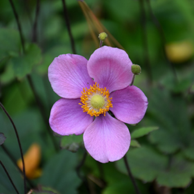 Plant Photo 5
