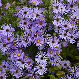 Plant Photo 3