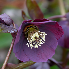 Plant Photo 9