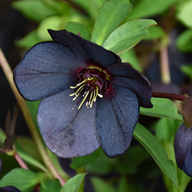 Plant Photo 7