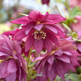 Plant Photo 7
