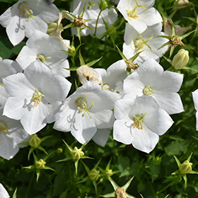 Plant Photo 1