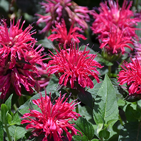 Plant Photo 7