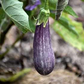 Plant Photo 5