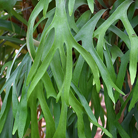 Plant Photo 9