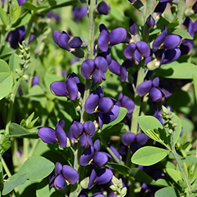 Plant Photo 10
