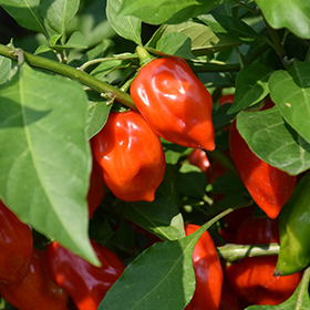 Plant Photo 5