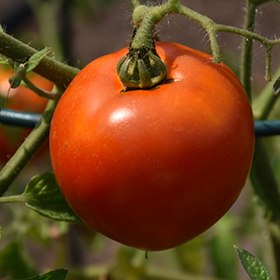 Plant Photo 8