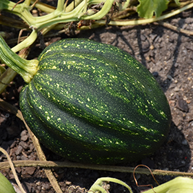 Plant Photo 4