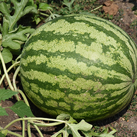 Plant Photo 9