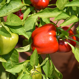 Plant Photo 3