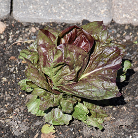 Plant Photo 8