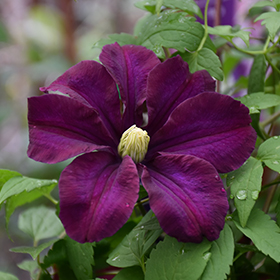 Plant Photo 5