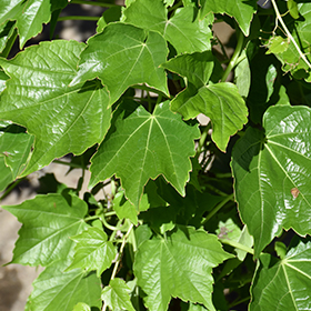 Plant Photo 3