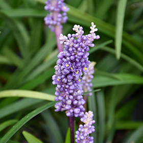 Plant Photo 3