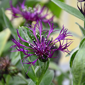 Plant Photo 1