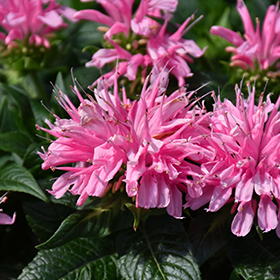 Plant Photo 4