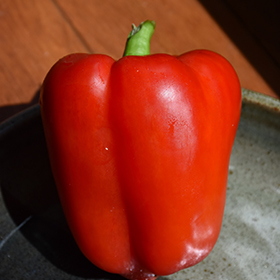 Plant Photo 7