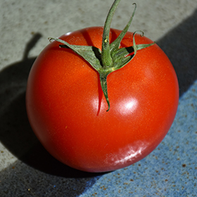 Plant Photo 10