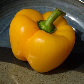 Plant Photo 3
