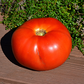 Plant Photo 4