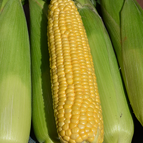 Plant Photo 2