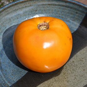Plant Photo 3