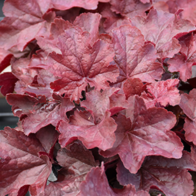Plant Photo 2
