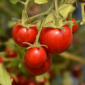 Plant Photo 8