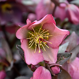 Plant Photo 1