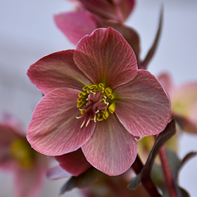 Plant Photo 8