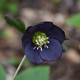 Plant Photo 3