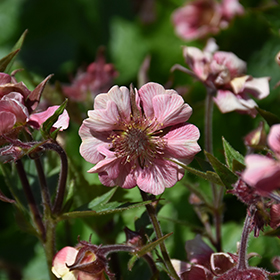 Plant Photo 10