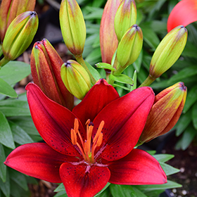 Plant Photo 1