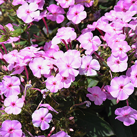 Plant Photo 9