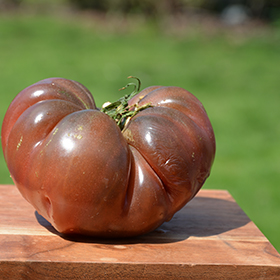 Plant Photo 5