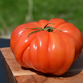 Plant Photo 9